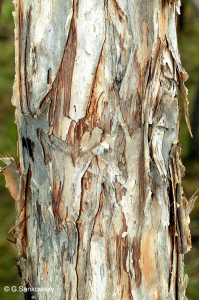 melaleuca viridiflora - sanko 2040 - 4