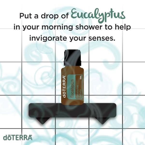 Spotlight: Eucalyptus Oil